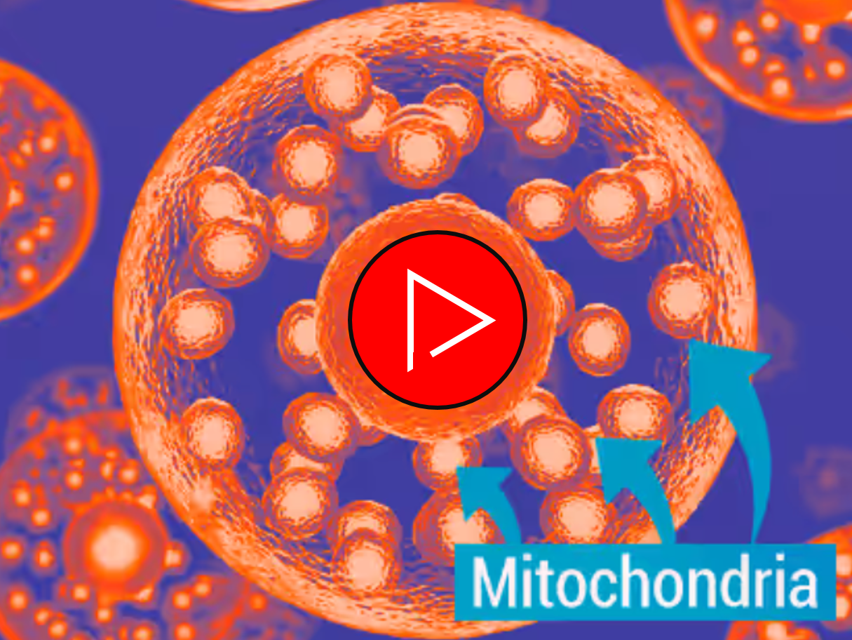 mitocondria